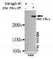 DNA-PKcs Antibody
